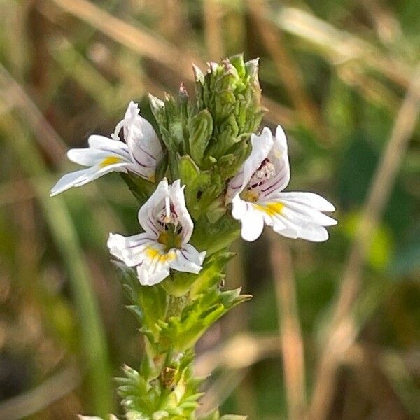 Euphrasia nemorosa Leaf