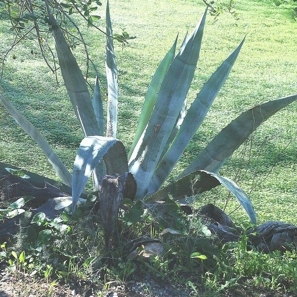 Agave americana عادت داشتن