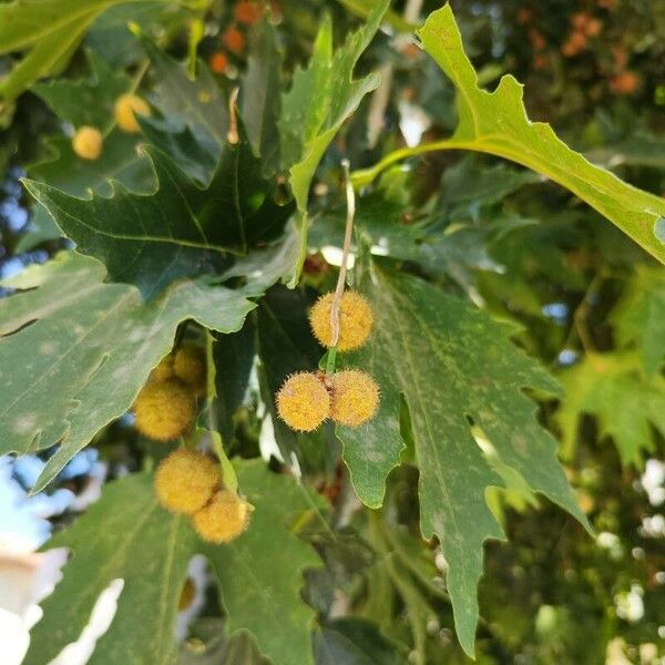 Platanus orientalis Fruit