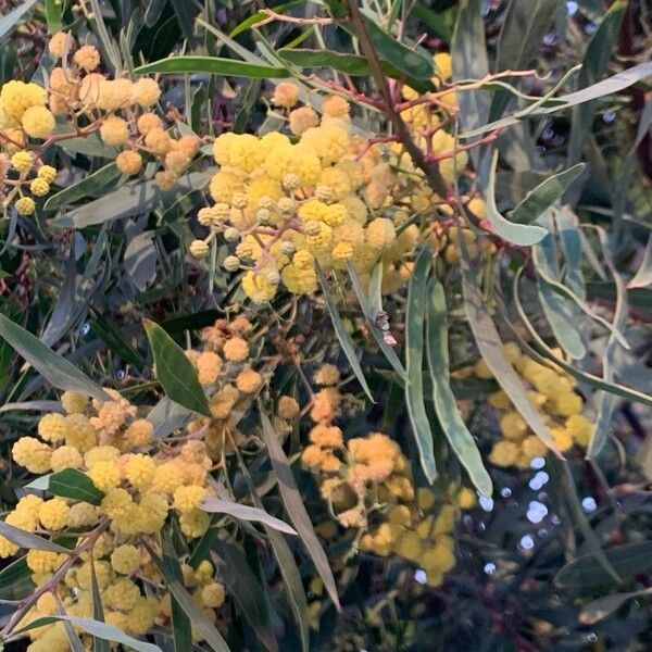 Acacia retinodes Blomma