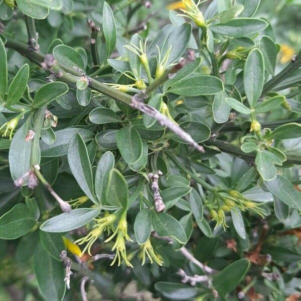 Chrysojasminum fruticans Fulla