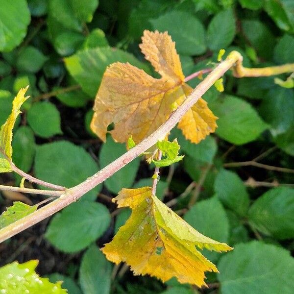 Rhamphospermum nigrum Leaf