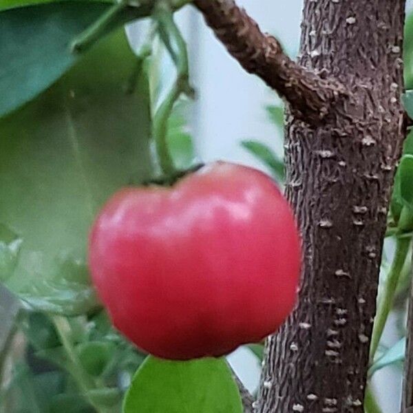 Malpighia emarginata Fruit