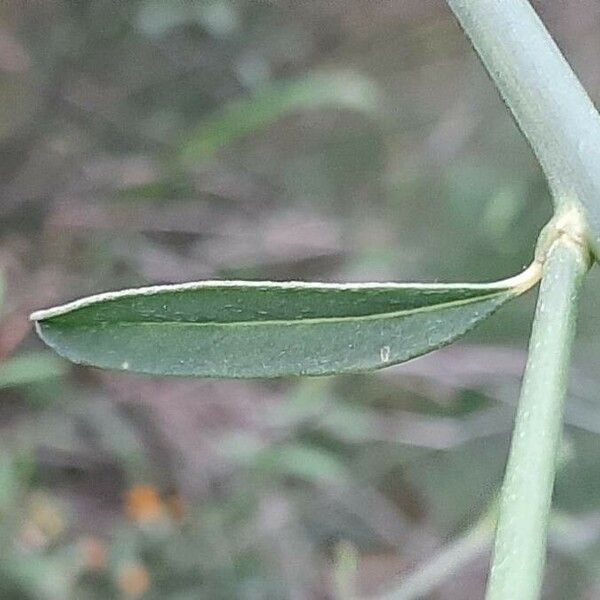 Spartium junceum Leaf