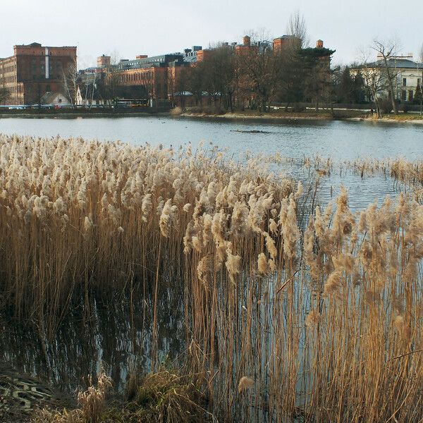 Phragmites australis Hábito