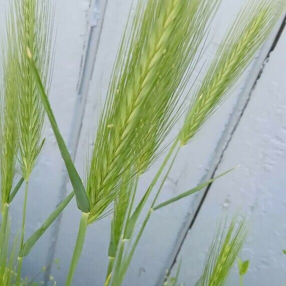 Hordeum murinum Flors