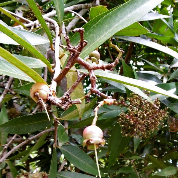 Syzygium jambos ഫലം