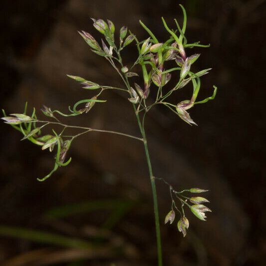 Poa alpina Плід