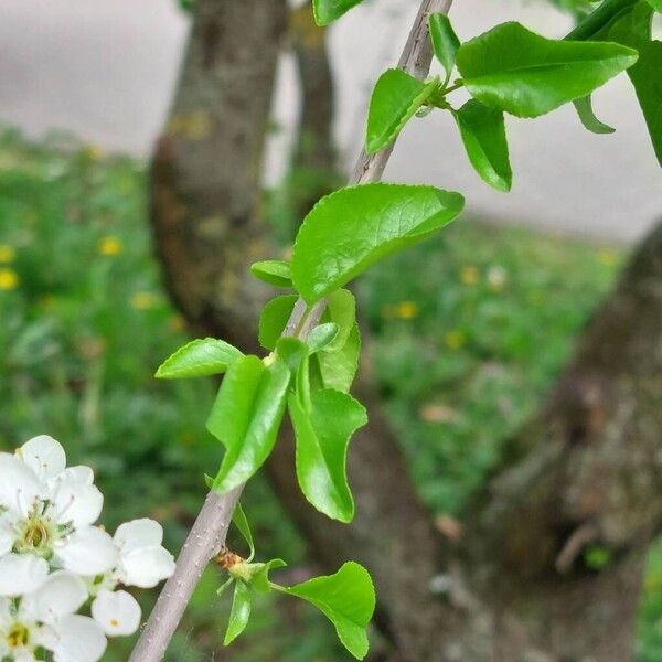 Prunus mahaleb Folha