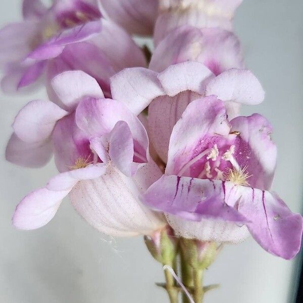 Penstemon palmeri Kukka