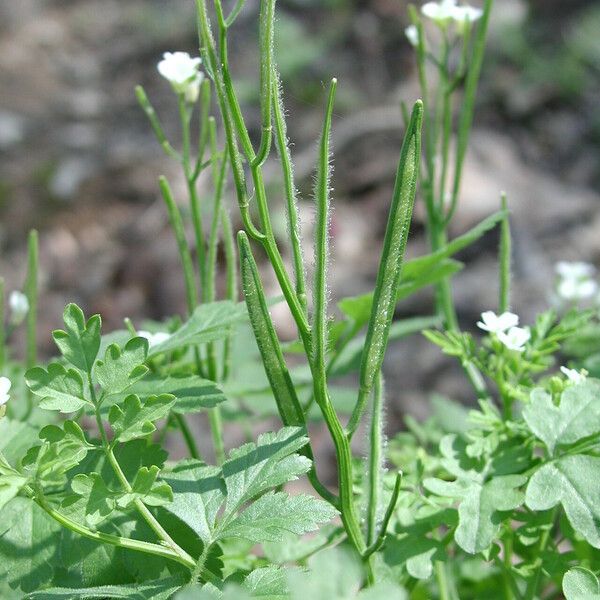 Cardamine graeca ഫലം