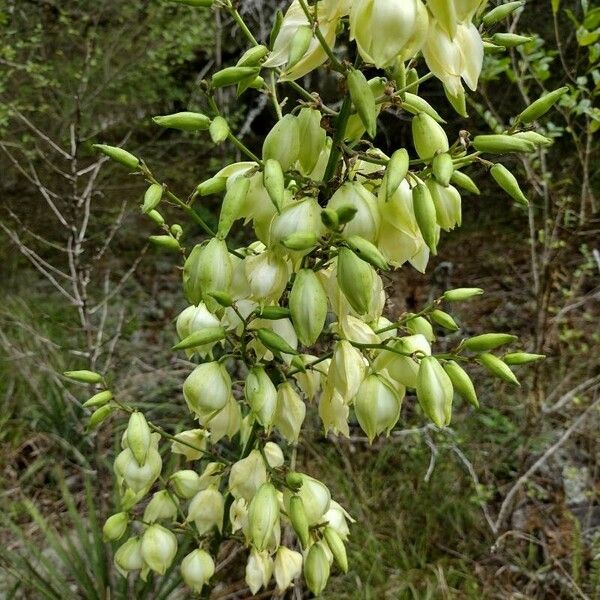 Yucca flaccida Fuelha