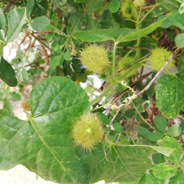 Passiflora foetida Fleur