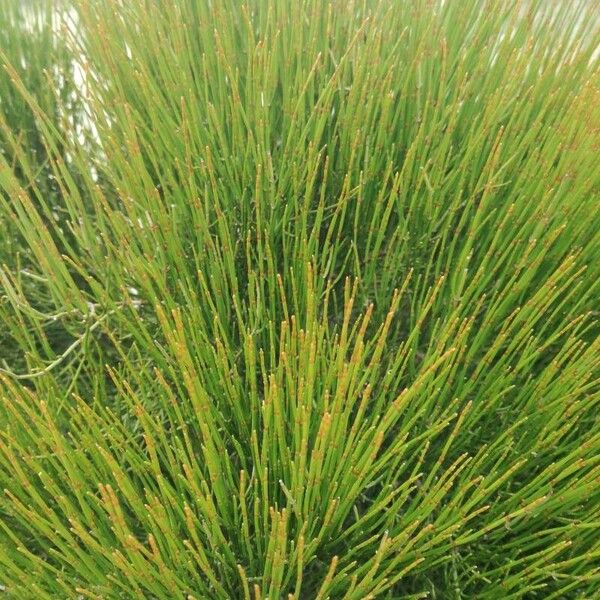 Ephedra major Folha