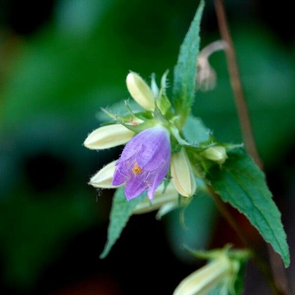 Campanula trachelium Sonstige