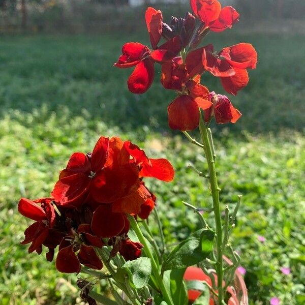 Erysimum virgatum ᱵᱟᱦᱟ