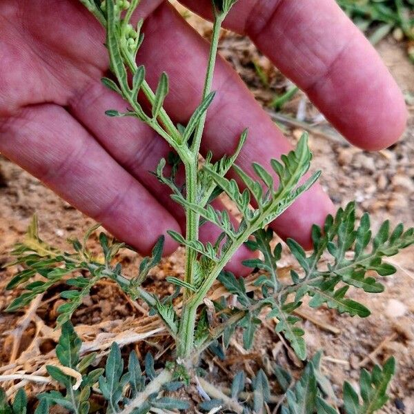 Parthenium hysterophorus Bark