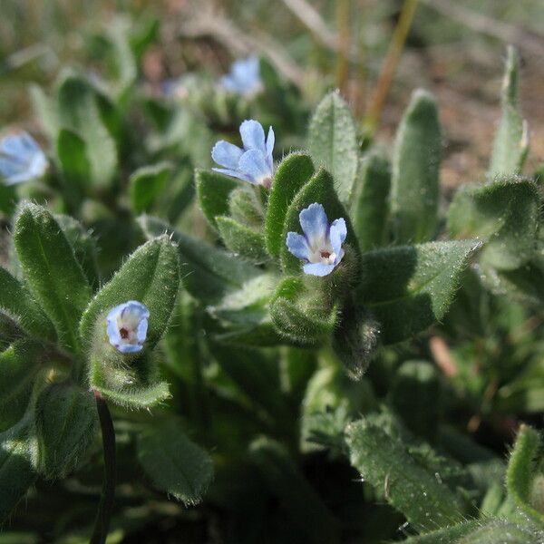 Nonea micrantha Blüte