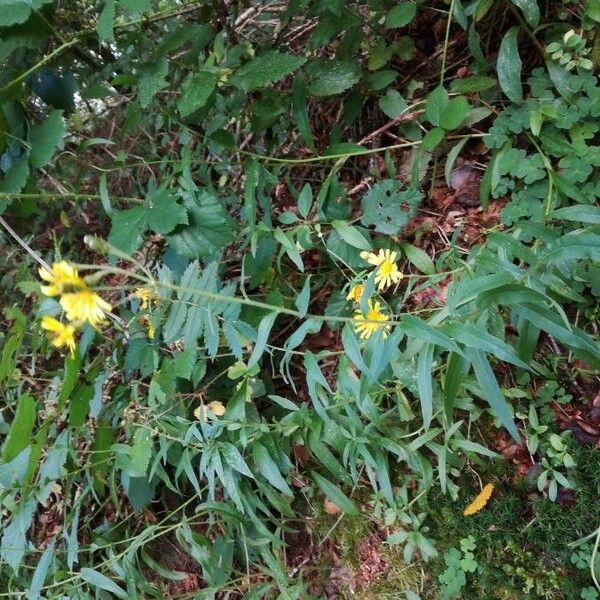 Hieracium umbellatum Habit