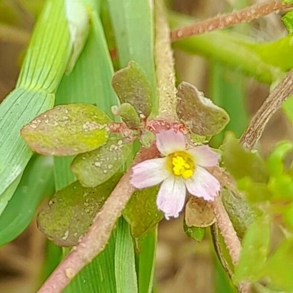 Frankenia pulverulenta Blüte