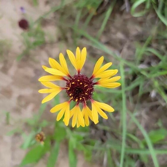 Gaillardia aestivalis Flower