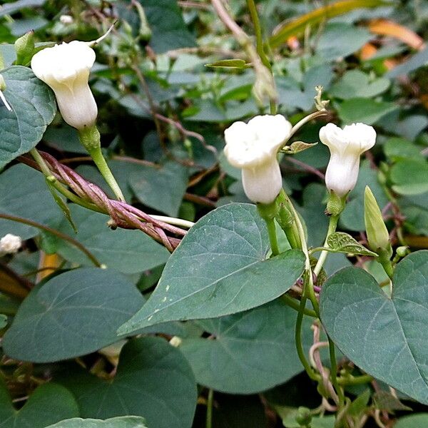 Ipomoea alba Flors