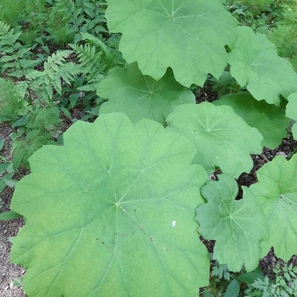 Astilboides tabularis Feuille