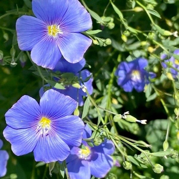 Linum austriacum Blüte