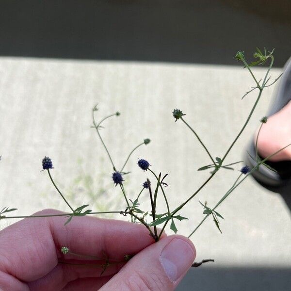 Eryngium prostratum 花