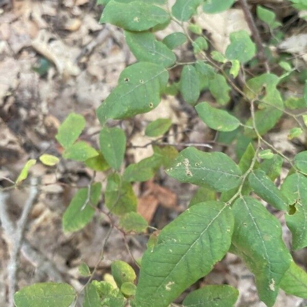 Vaccinium stamineum Leaf