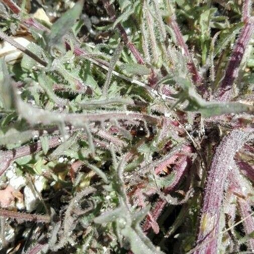 Launaea nudicaulis Foglia