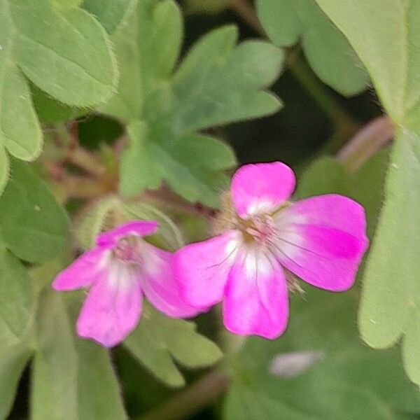 Geranium rotundifolium Цветок