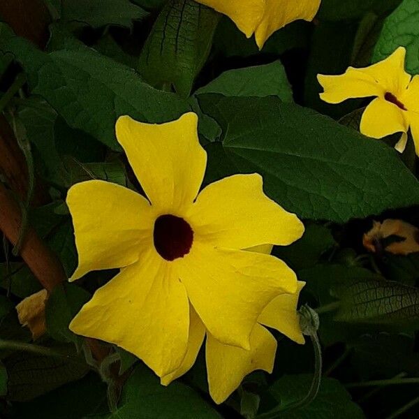 Thunbergia alata Fleur