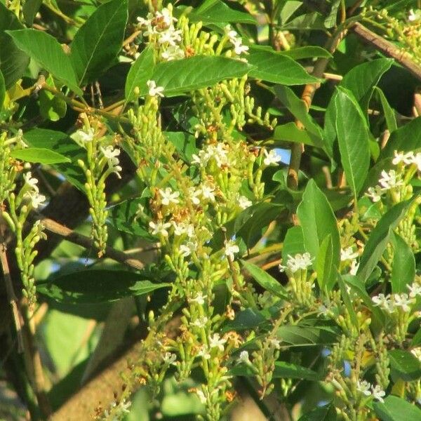 Citharexylum spinosum Flower