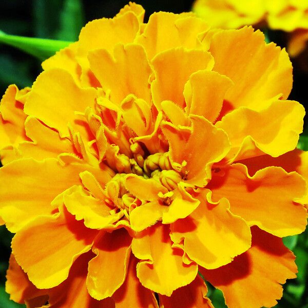 Tagetes erecta 花