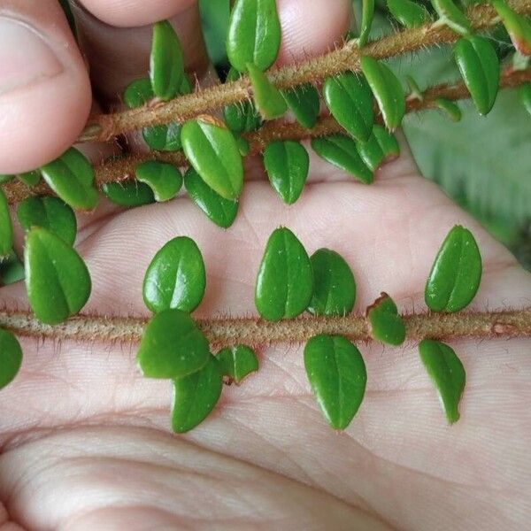 Agapetes serpens Hoja