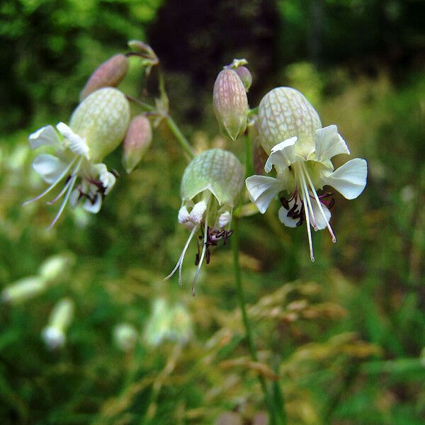 Silene vulgaris फूल