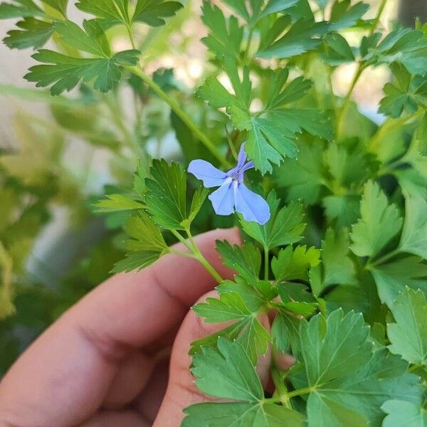 Lobelia erinus 花