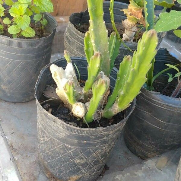 Stapelia hirsuta Costuma