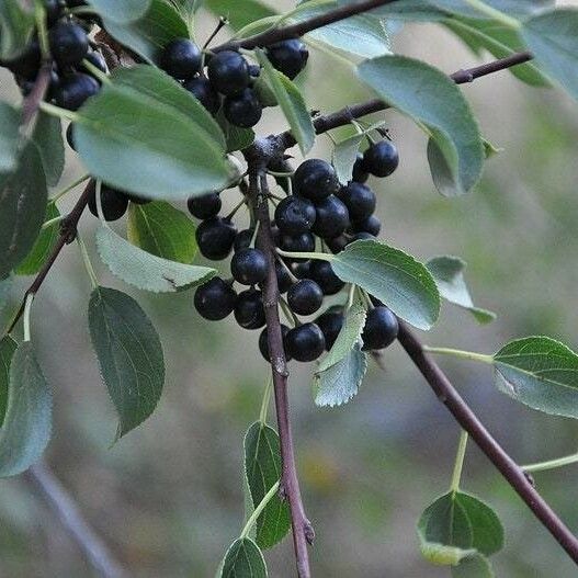 Rhamnus cathartica Frugt