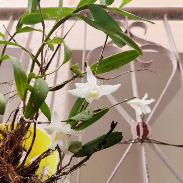 Dendrobium crumenatum Blomma