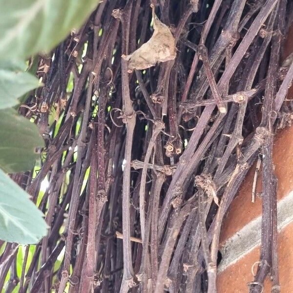 Parthenocissus henryana 樹皮