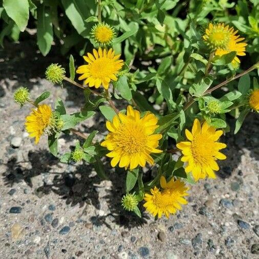 Grindelia squarrosa Flower