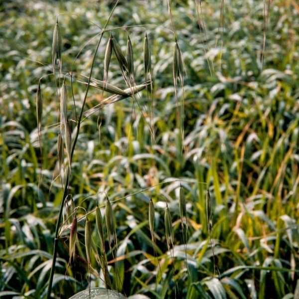 Avena sterilis Blomst