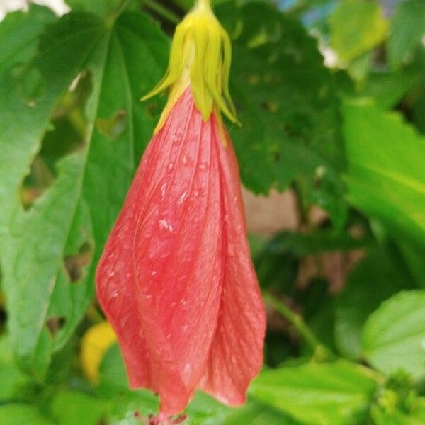 Malvaviscus penduliflorus Flor