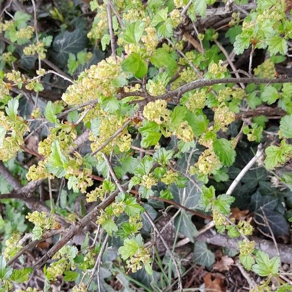 Ribes alpinum عادت