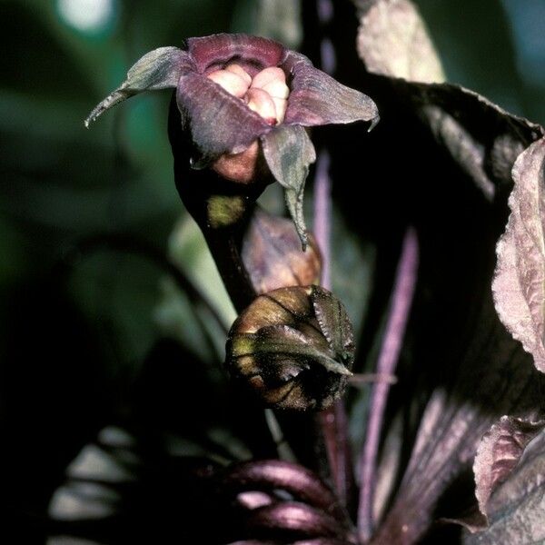 Tacca integrifolia Flower