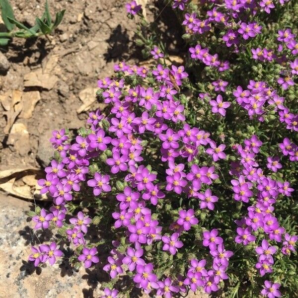 Spergula purpurea Flor