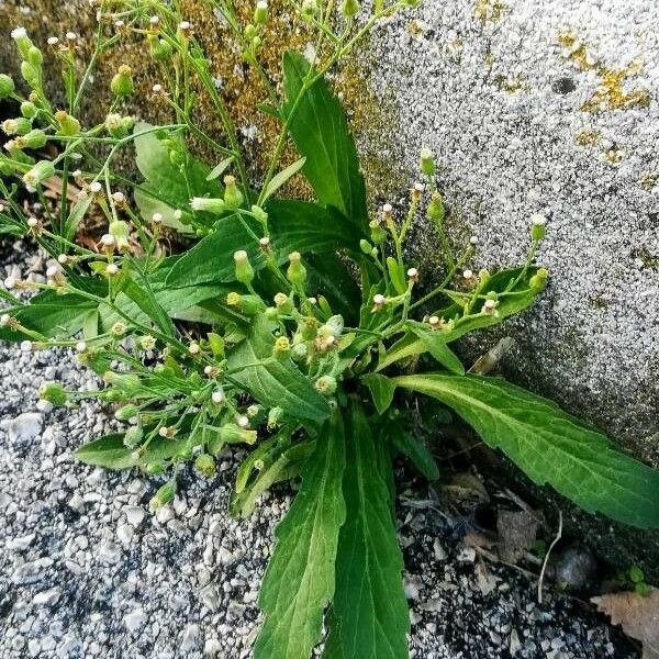 Erigeron canadensis Habitus