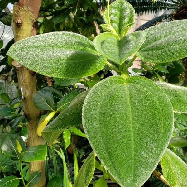 Artocarpus heterophyllus Листок